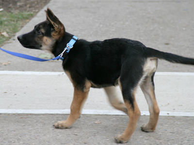 Samson, the Zeta Tau Alpha mascot.