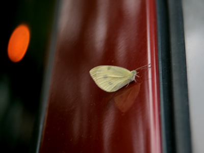 Strangely similar to my `perfect` butterfly photo on October 5, 2007, but this one was sleeping on my car.