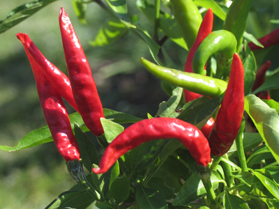 Can I have a glass of water?