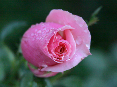Dew and roses today, ice and snow soon.