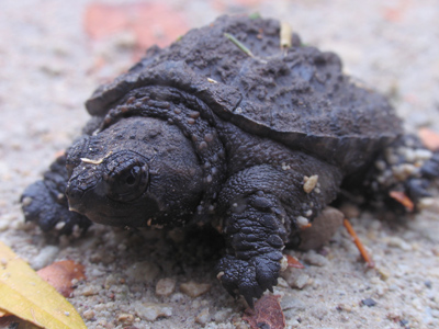 Just like the turtle of June 23, 2008, except 1000 times smaller.  I thought it was a toy, until I tried to pick it up.