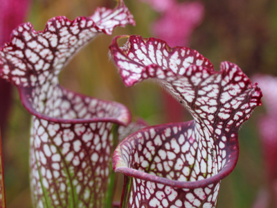 Sarracenia leucophylla, or the white pitcher plant, looks lovely from the outside . . . 