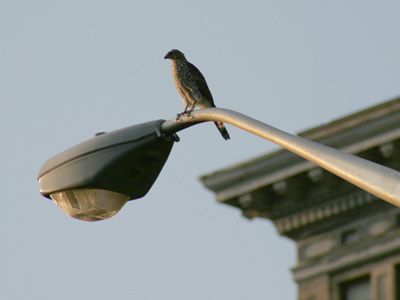 It`s squirrel season for city hawks.