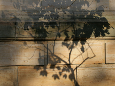 I can say without a shadow of a doubt that a tree was nearby.