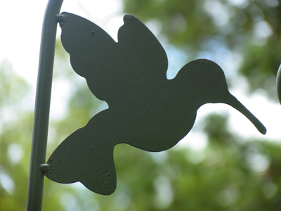 I think this is my best hummingbird photo yet.