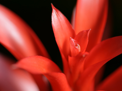 They loan me a bunch of lenses, then let me loose in a floral park and expect me to buy one at the end.