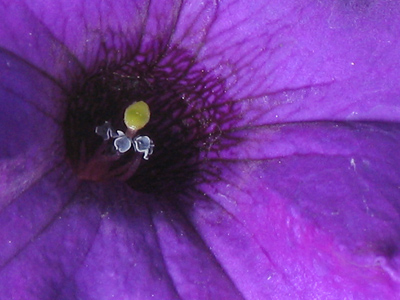 There`s something about this flower closeup that makes it different from all the flower closeups I`ve taken before.