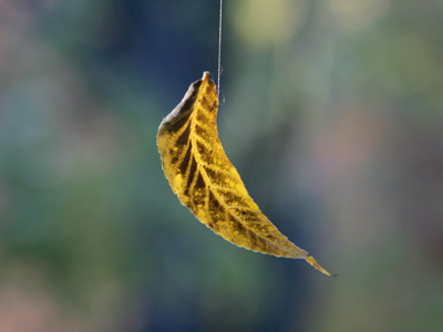 I`ve always wanted to photograph a falling leaf, and thanks to a string of spider silk now I have.