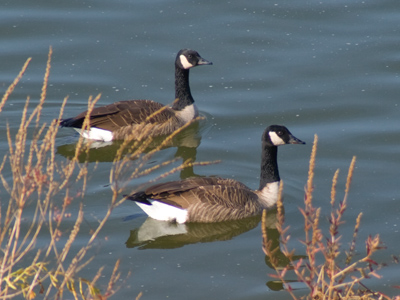Fine feathered friends.