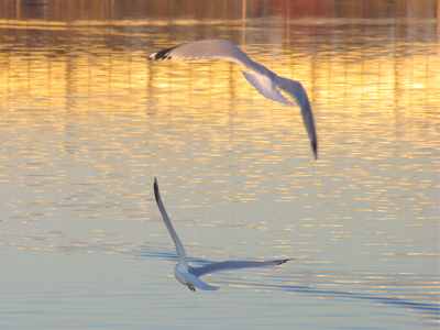 In the unlikely event of a water landing, these birds float.