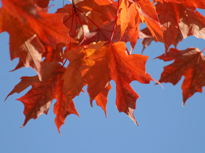 Autumn -- in case you missed it.