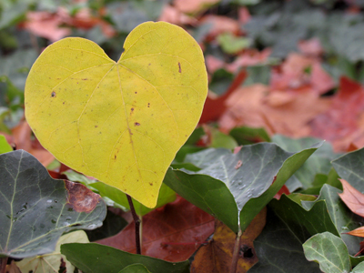 I`m glad I`m not the only one who notices heart-shaped leaves.