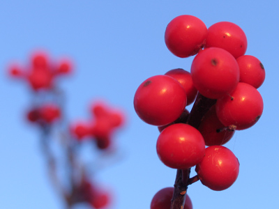 Berries from the sky.