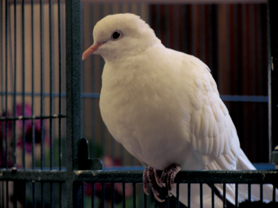 Both peace AND freedom are celebrated at the Peace Museum.