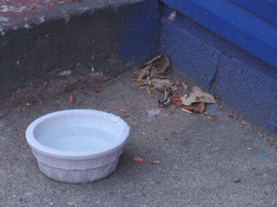 The cat`s water dish has become an ice dish.