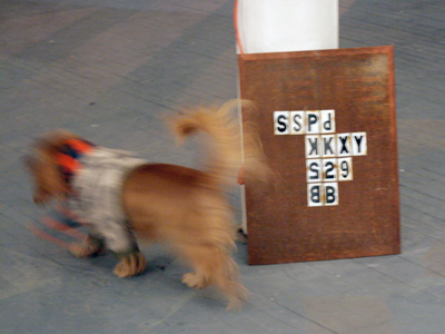 Blurry dog and cryptic sign.