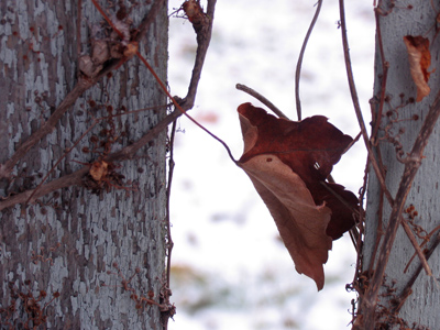 Once I force myself to go outside, it`s usually not so bad.  But there`s a lot of initial resistence.