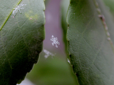Probably not the same spider web as October 23, 2008.