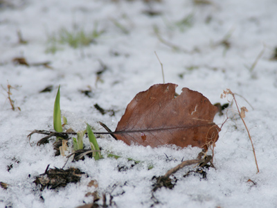 This year`s leaf is next year`s soil.  And so it goes.