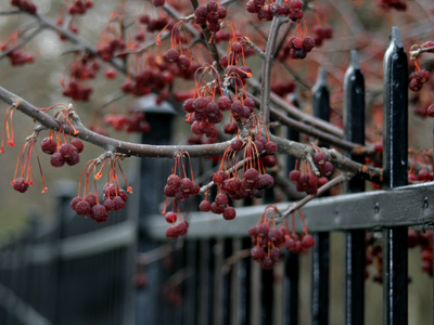 FREE THE OAKWOOD BERRIES!