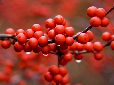 The sun came out briefly today, but I was at work.  Once I got outside, there was only cold wind, clouds and rain.