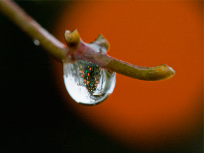 This Christmas-tree-in-a-raindrop justifies the expense of my new lens.