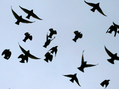 Mostly common grackles, a few robins.