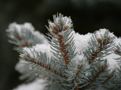 No fake icicles needed for this tree.
