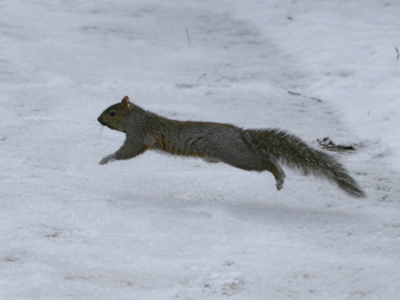 Be glad your species invented shoes.