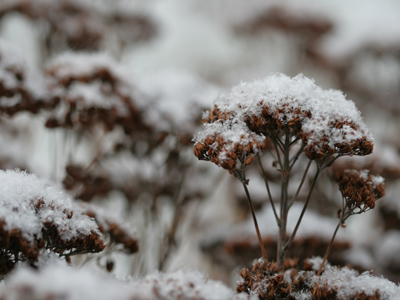 Where sno-cones come from.