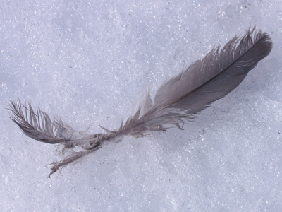 Victor or vanquished?