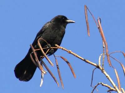 As the crow flies -- NOT.