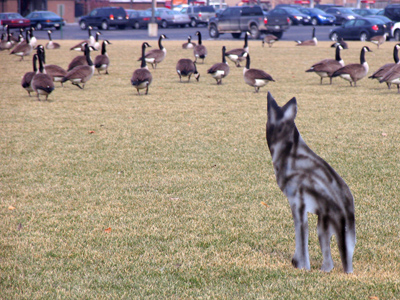 The geese have figured out that it`s not a real coyote.