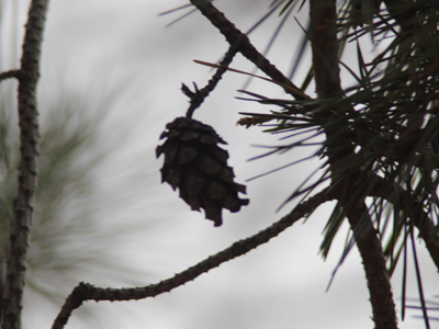 More from under the pines.