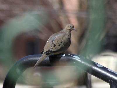 Do you hear the birds in the morning now?  Do you see them building nests?  Another winter is coming to an end.