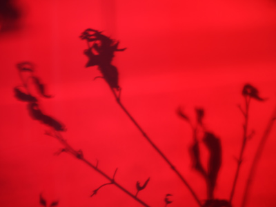 An unidentified plant thingy through stained glass.