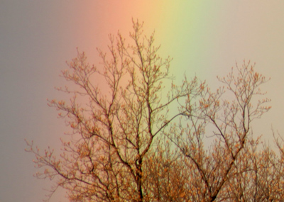  . . . the blooms are seen . . . 