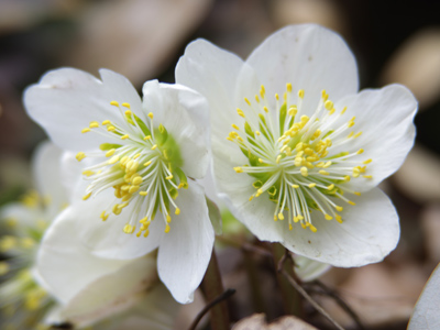 The resurgence of life . . . 