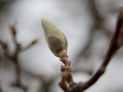 An immature dogwood blossom.  Would that make it a puppywood?