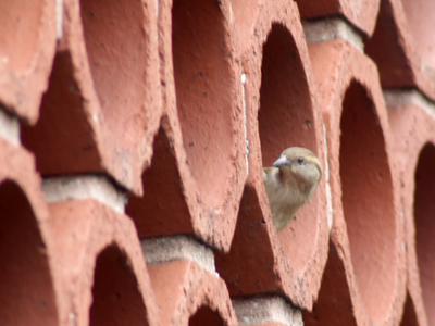 It`s the time of year when birds fight to the death for prime nesting locations.