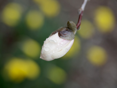 Early tree blossom with the season`s first daffodils.