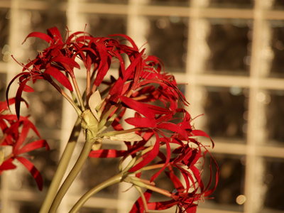 Through the magic of color correction, I could eliminate the yellow cast, but then you wouldn`t know that it`s sunset.