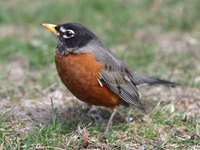 Should I be insulted that birds aren`t intimidated by me?