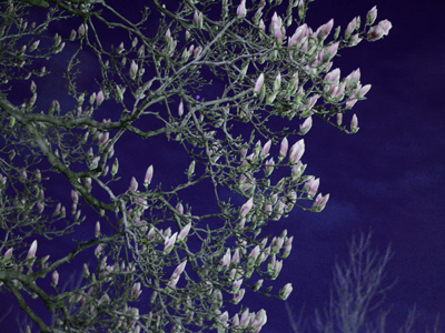 I`ve never photographed tree blossoms at night before.