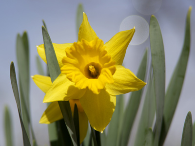 If I didn`t have HIGH STANDARDS, I wouldn`t have sat on the sidewalk with the camera balanced on my shoe, taking picture after picture of this flower.