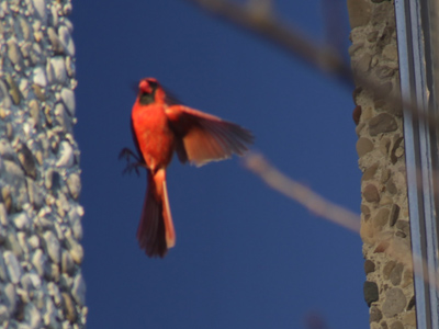 This is the same cardinal I photographed yesterday (the last day of last month) fighting his own reflection.