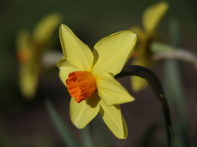 In many ways, they are preferable to people.