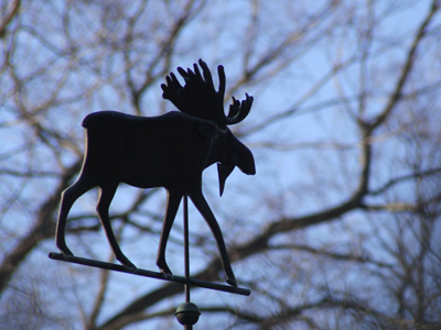 Lost during its annual migration, this moose wanders Oakwood, harassed by designer dogs and SUVs.