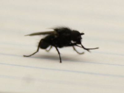The fly found its way out of the bag, walked around my desk a while, then managed to end up in the bag again.