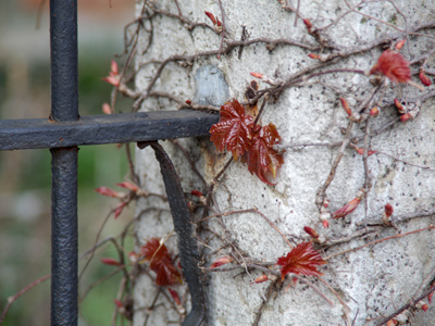 During a late afternoon walk through the neighborhood.